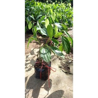 Cây giống tiêu Phú Quốc
