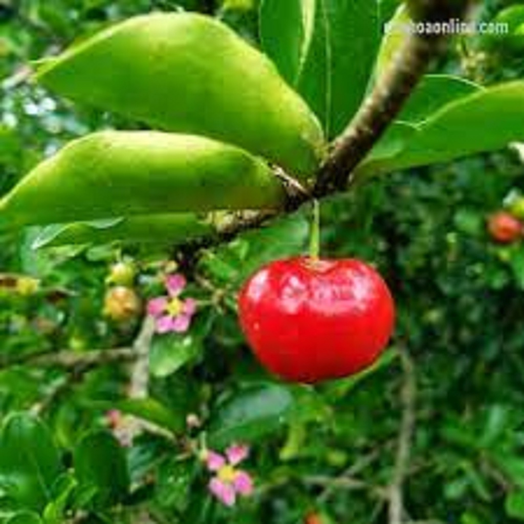 CÂY GIỐNG SƠ RI NGỌT THÁI LAN