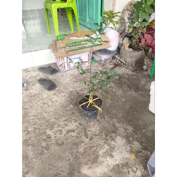 Cây chúc cao tầm 50cm giá 120k
