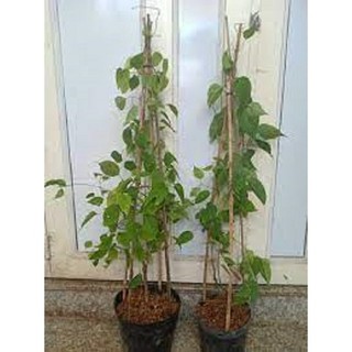 HOA LEO CHÙM ỚT (HOA LEO RẠNG ĐÔNG) - chậu cây lớn