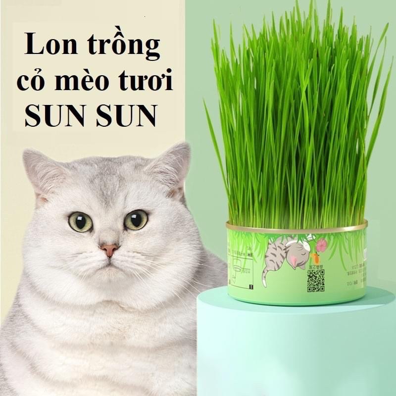 Lon trồng cỏ mèo tươi Sun Sun
