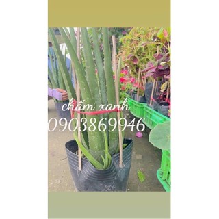 Cây nha đam- Chậu siêu bự nhiều cây con