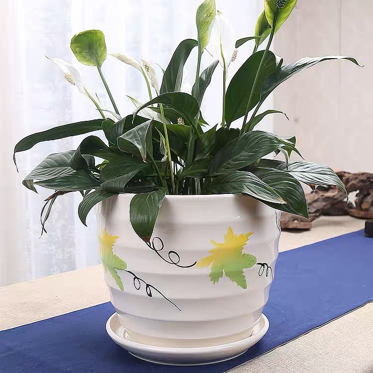 Chậu sứ trồng cây kèm đĩa hứng nước, trồng cây để bàn