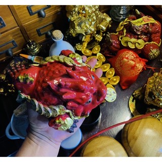 THIỀM THỪ HÓA SÁT NHỎ  (KHAI QUANG)