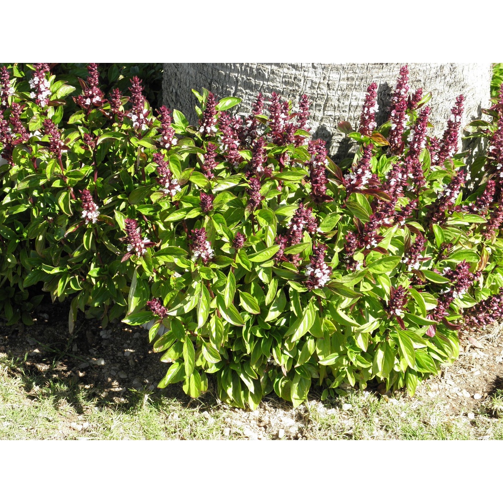 10Gr Hạt Giống Húng Quế