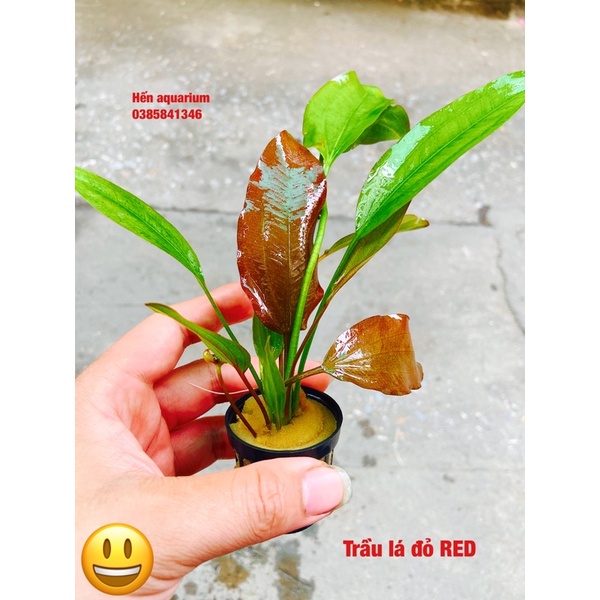 Cây thuỷ sinh Trầu đỏ - dễ trồng cho người mới chơi