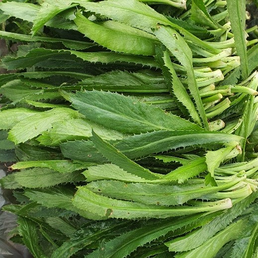 2Gr Hạt Giống Mùi Tàu/ Ngò Gai