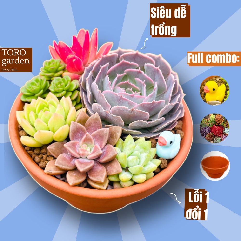 Sen đá Đà Lạt tiểu cảnh full set trang trí nhà cửa Toro garden