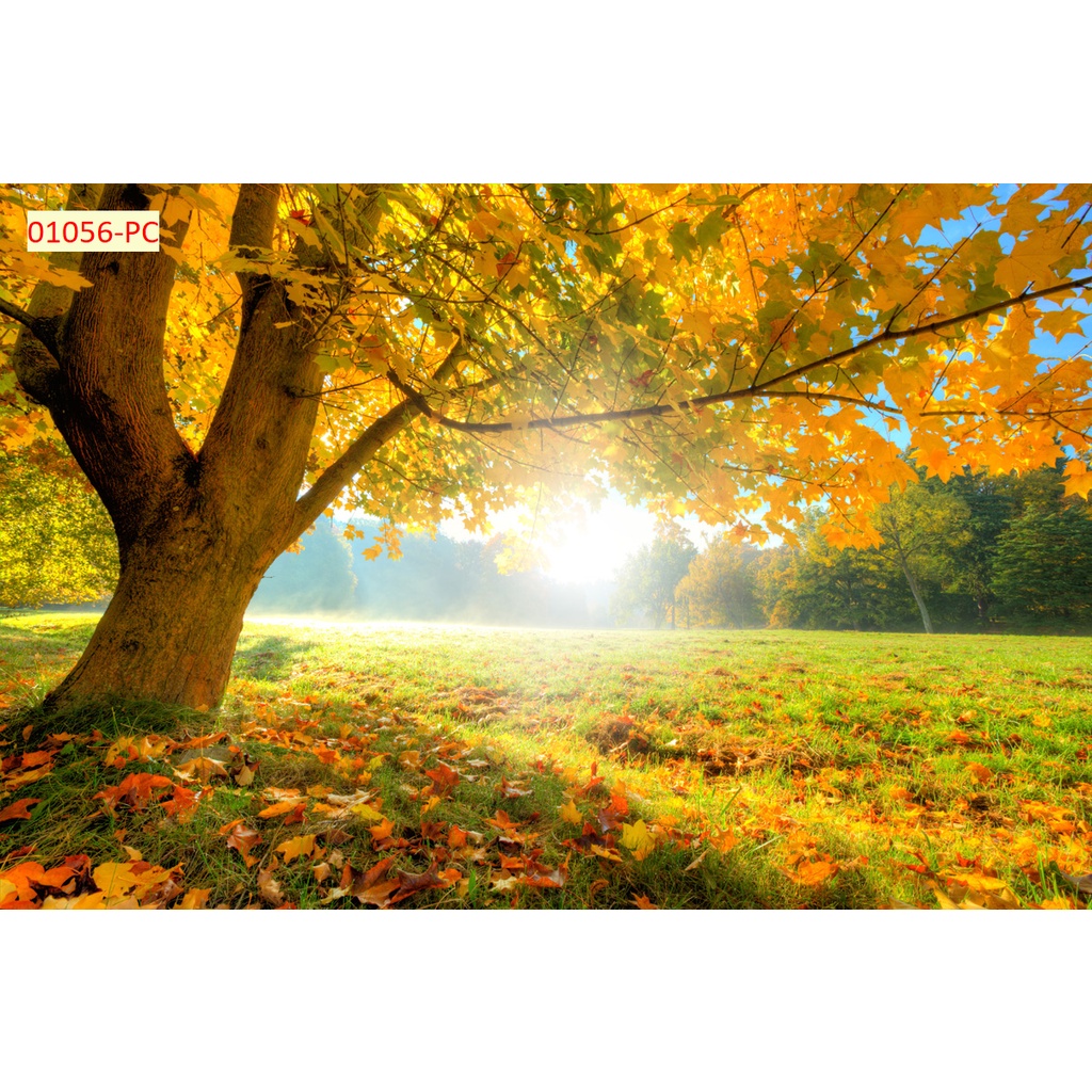 Tranh 3D mùa thu rừng lá vàng rơi Nhiều Mẫu Lựa Chọn, đa dạng mẫu