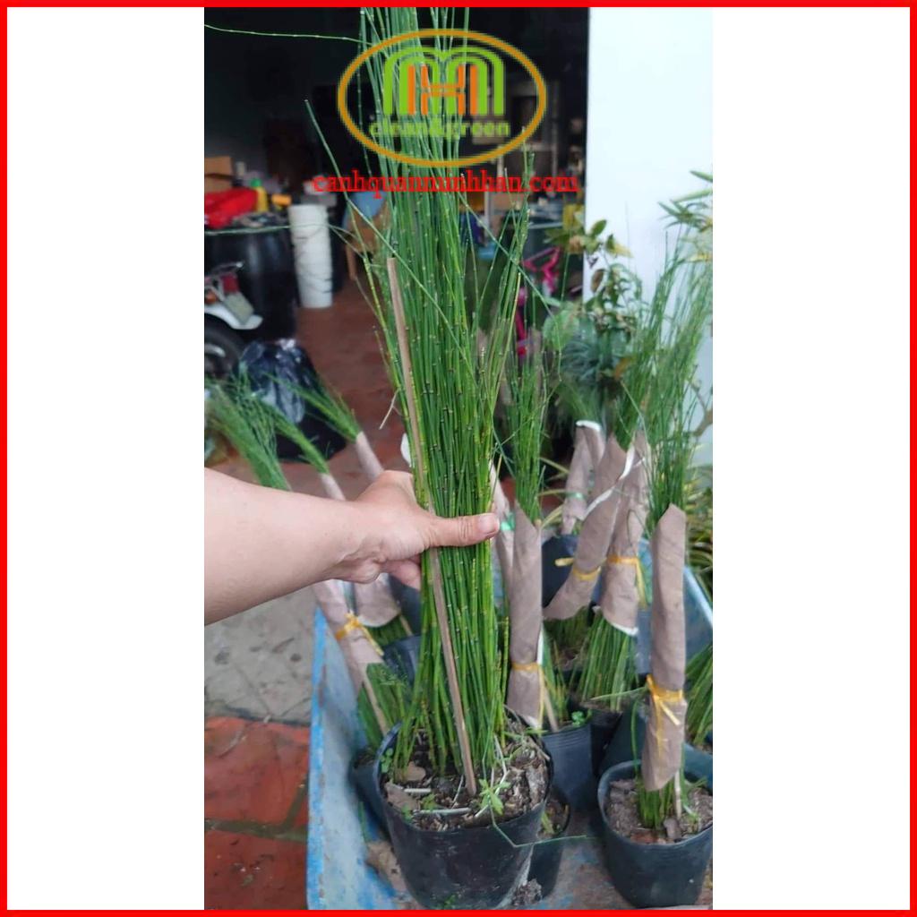 Trúc không lá thiền trúc Thái trồng phối cảnh non bộ, làm hàng rào trồng vừa nước vừa đất đều được tặng phân bón