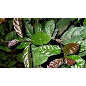 Cây xạ đen Hoà bình