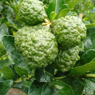 Cây giống chanh chúc (chanh thái)