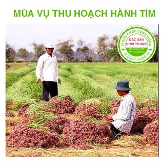 Hành Tím Phan Rang lột sẵn 1kg (thu hoạch trực tiếp tại vườn không qua trung gian)