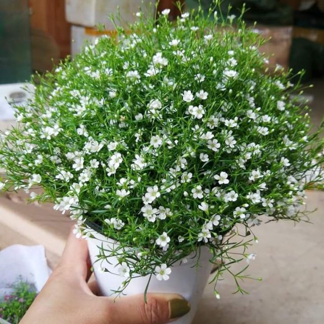 100h Hạt Giống Hoa Baby Breath Lùn Rải Thảm Mix
