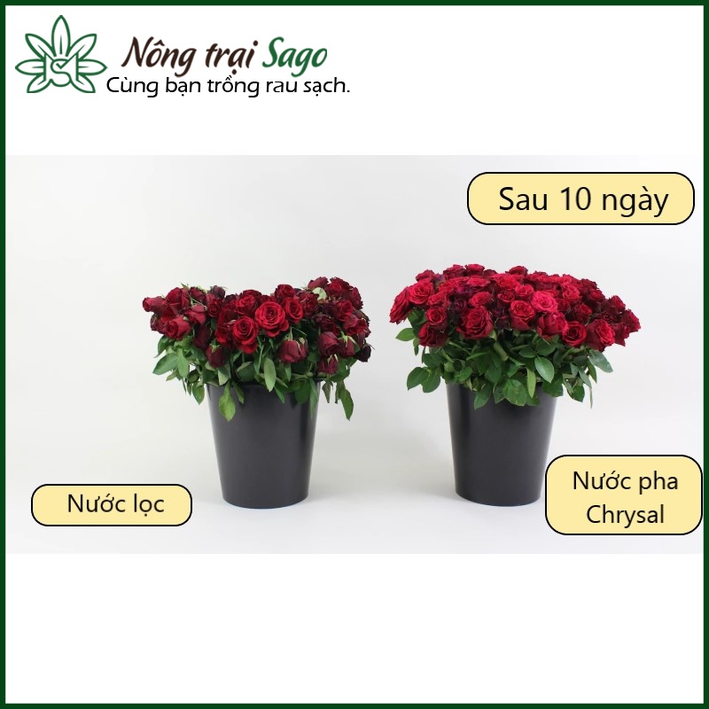 Dưỡng hoa tươi lâu Chrysal (combo 50 gói) nhập khẩu Hà Lan - chất dưỡng hoa lâu tàn, chống thối nước - Nông Trại Sago
