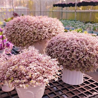 Chậu cây giống Thài Lài Hồng mini ( size chậu mini nhỏ xinh ), cây bán chụp thực tế tại vườn nhà