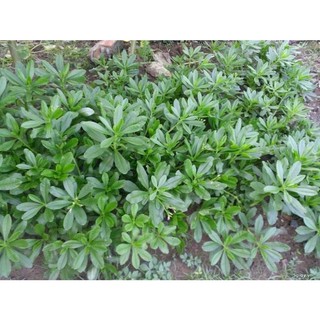 [Nhu_Mai_Garden]cây giống sâm đất (cây thổ sâm, rau sâm)- cây giống to