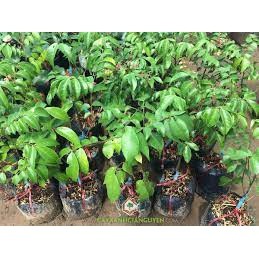 Cây giống khế chua ( sản phảm có bảo hành bao đổi trả)