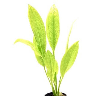 [ SIÊU RẺ ]Echinodorus - 10 Cây Lan Nước (Có Rễ) -KHÔNG CO2- Cây Thuỷ Sinh