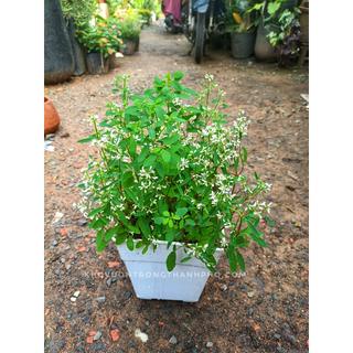 Chậu nhựa vuông 2 tầng 17x18x12cm