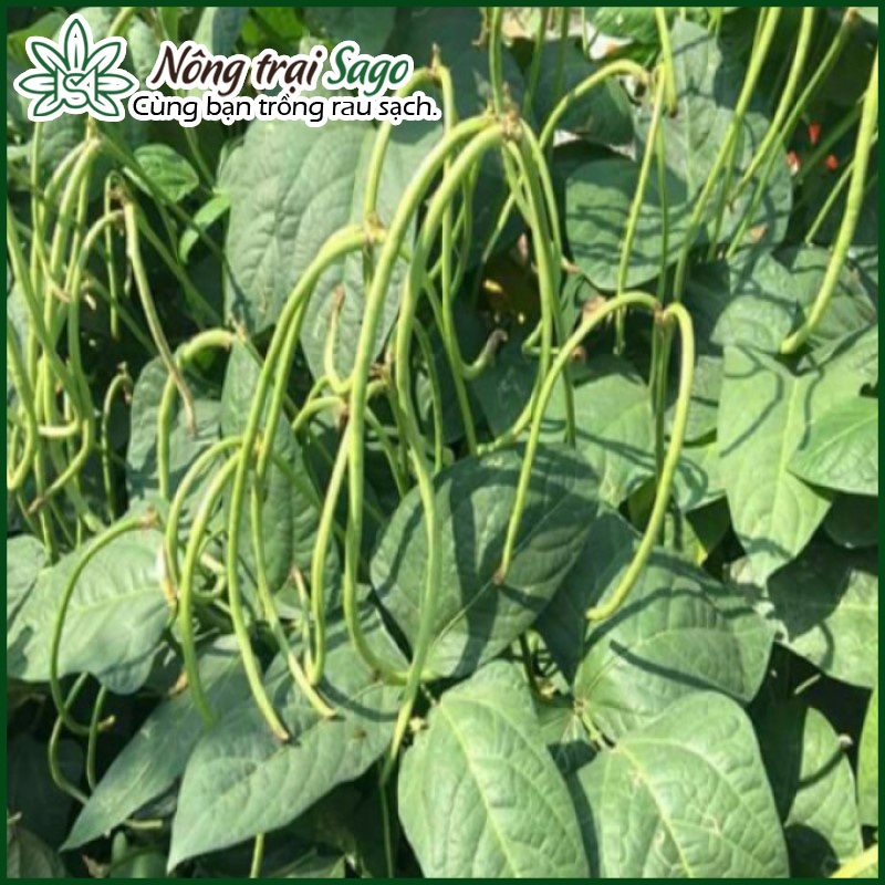Hạt giống Đậu Đũa Ngọt Dễ Trồng, Sớm Thu Hoạch, Trái Dài 50-55cm (gói 20 gr) - Nông Trại Sago
