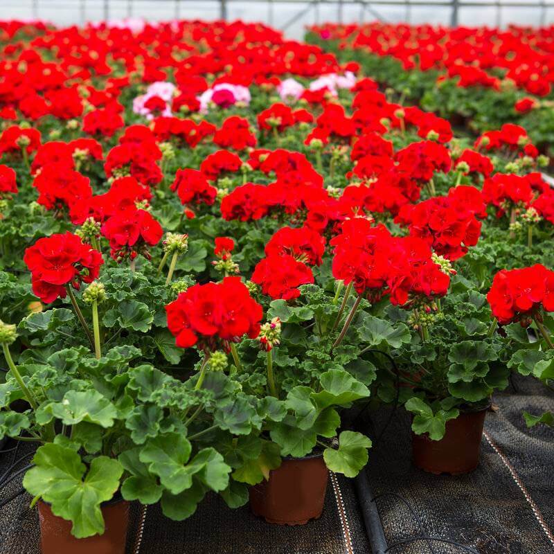 15h Hạt Giống Hoa Phong Lữ Mix Màu
