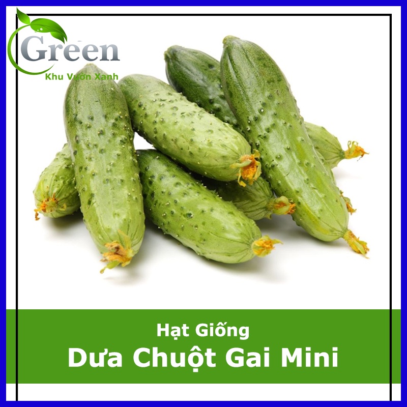 Hạt Giống Dưa Chuột Gai Mini (1 gam ~ 60 hạt) Đặc Ruột, Giòn Ngọt, Nhanh Thu Hoạch