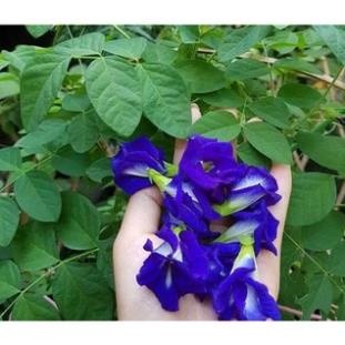 Hạt giống hoa đậu biếc 30 hạt