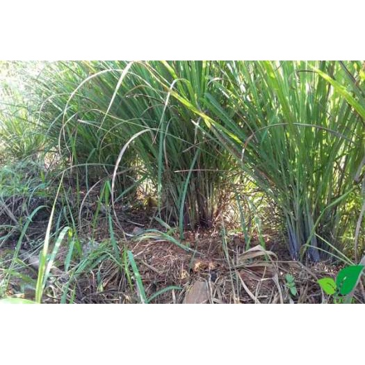 Bụi Cây sả giống  - rau gia vị ,Đuổi côn trùng,Làm Cảnh
