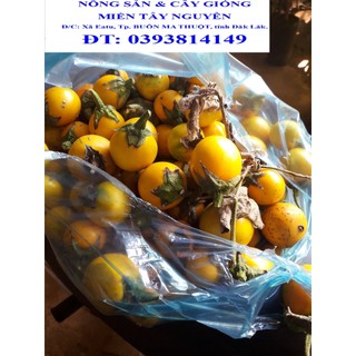 200 gram hạt giống cây cà đắng. .