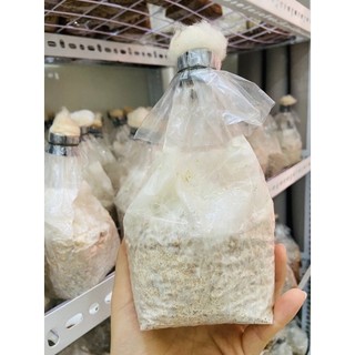 Hạt giống nấm Hoàng Đế