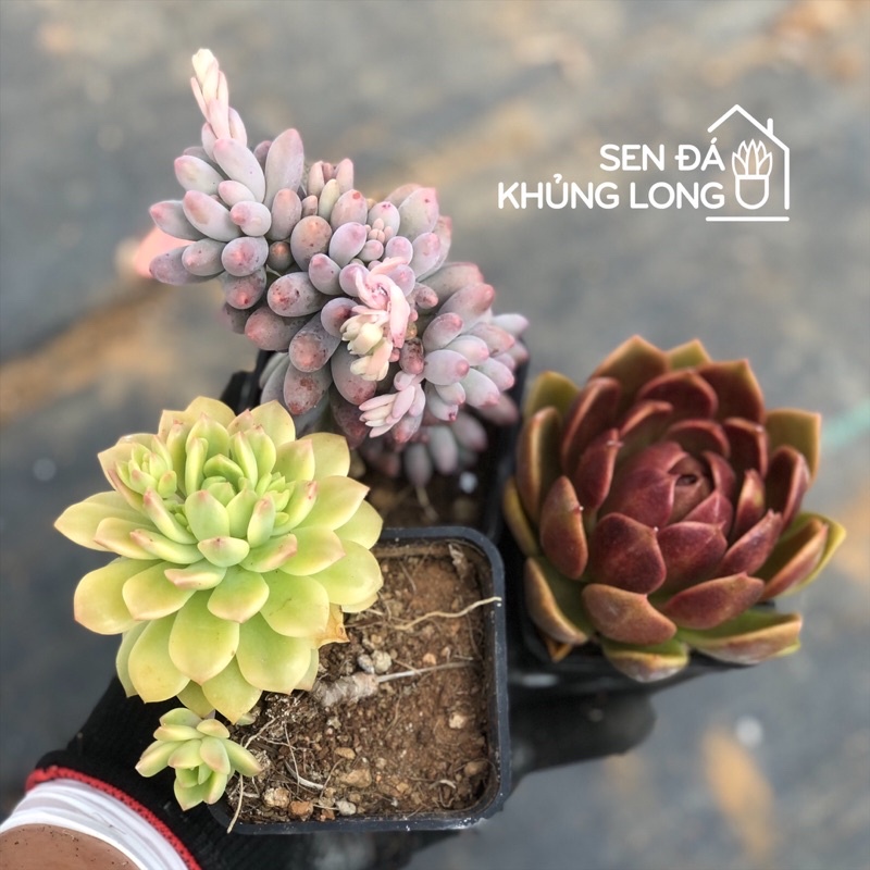 Combo 25 sen đá siêu phẩm - 9 ảnh