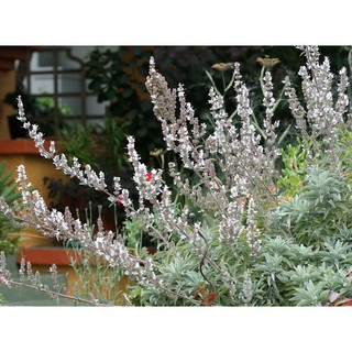 20h Hạt Giống Xô Thơm Sage Trắng Sacred White Sage