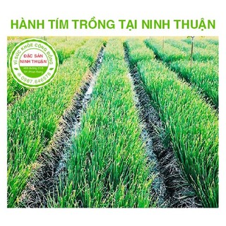 Hành Tím Phan Rang 1kg (thu hoạch trực tiếp tại vườn không qua trung gian)