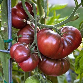 10h hạt giống cà chua đen chịu hạn black krim
