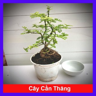  Cây Cần Thăng - Cây cảnh Bonsai mini - caykiengsadec 