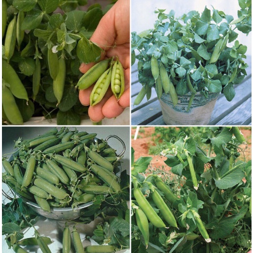 Hạt giống đậu hà lan lùn siêu quả 10 gram