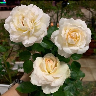 Hoa hồng Tchaikovsky rose - hoa thơm, hồng bụi