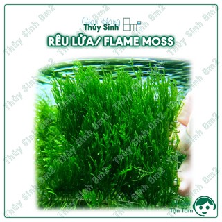 Vỉ rêu lửa/ rêu flame - rêu thủy sinh | gắn lũa, trang trí hồ tép - 8m2