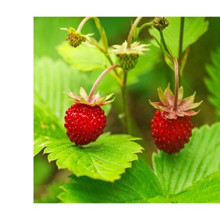 20h hạt giống dâu tây rừng wild mini