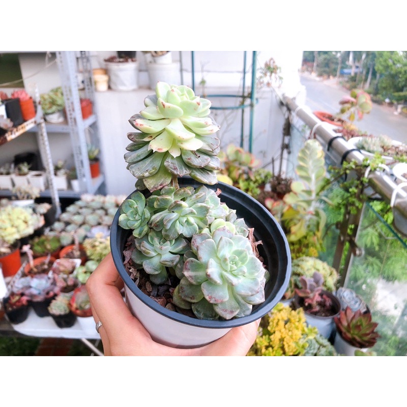 Sen đá diệp hà var