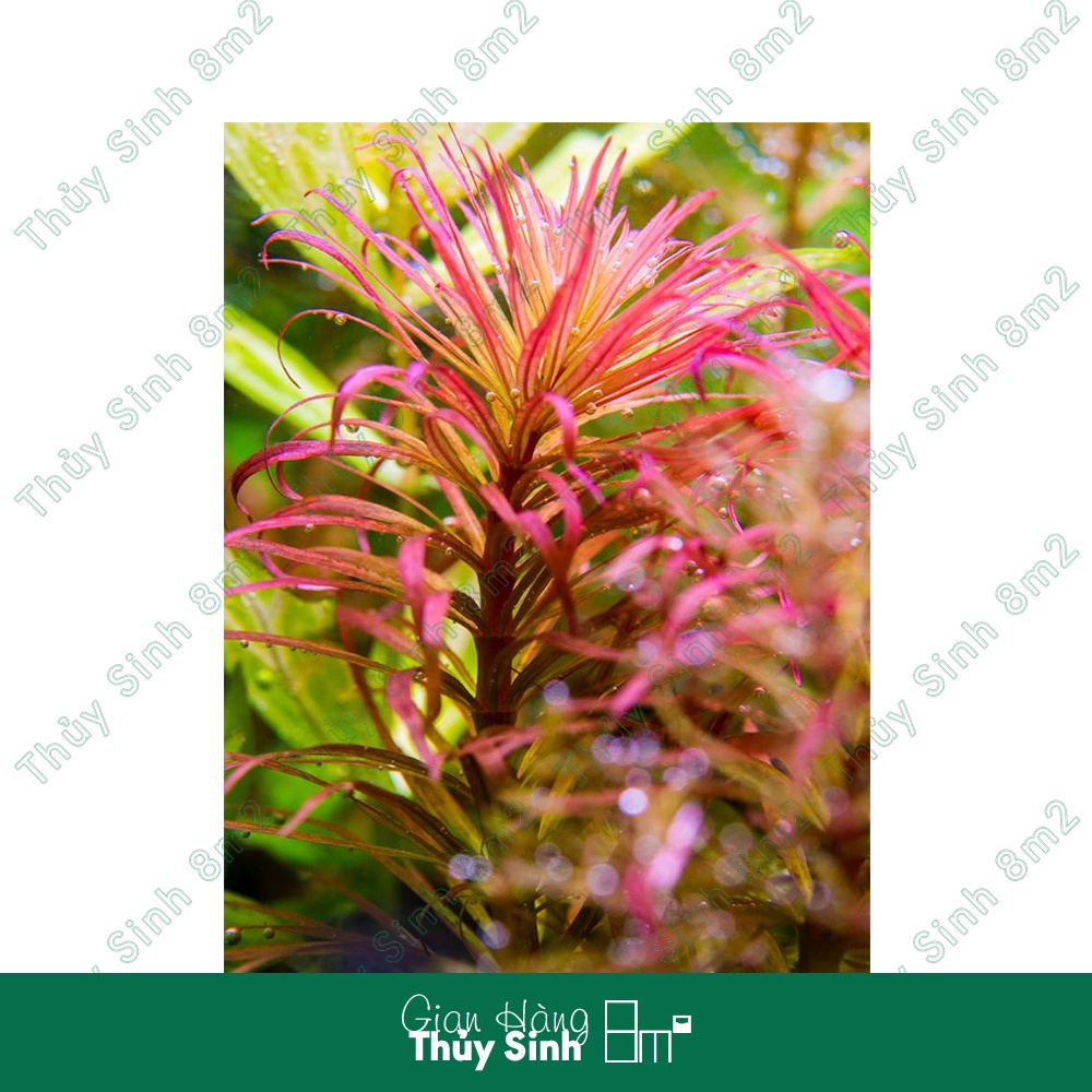 Hồng Thái Dương & Hoàng Thái Dương | Cây Thủy Sinh Hậu Cảnh, Cắt Cắm | 8m2