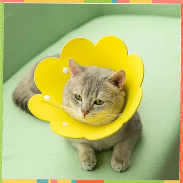 Vòng chống liếm cho mèo siêu nhẹ_loa chống liếm cho chó mèo hoa hương dương