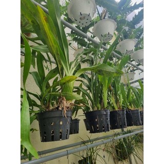 Lan hoàng hậu xanh ( chậu lớn 2-3 thân)