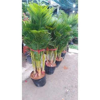 CÂY CAU LỤA, chậu cực to, cây khỏe đẹp