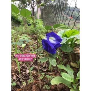200 hạt hoa đậu biếc