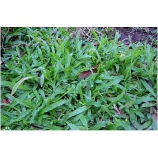 Bịch 200 gam hạt giống cỏ lá gừng thái lan