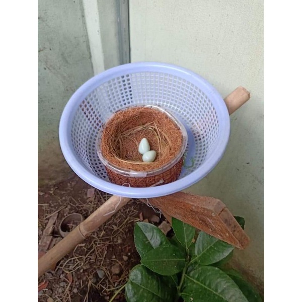 Tổ Chim dành cho anh em nuôi chim sinh sản