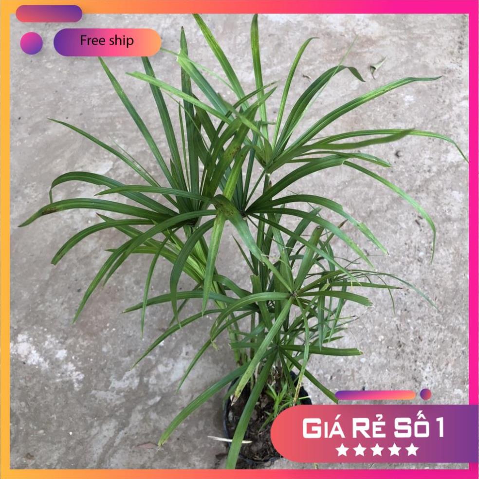 Cây thủy trúc, Cao 30cm bụi nhiều thân sống khỏe
