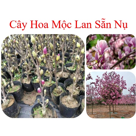 Cây giống hoa mộc lan, cây hoa mộc lan, giống hoa mộc lan - caygiong-f1